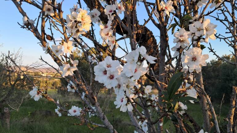 Ontluikende lente in Spanje!